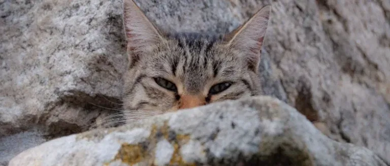 hardly visible cat. Photo thanks to Veronica Reverse Unsplash