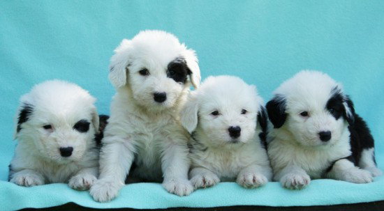 5-weeks-Mister-Malone-and-the-girls-6,-9,-5