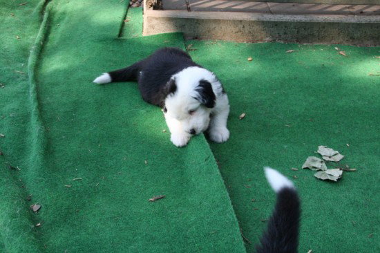 5,5, weeks Chewing the carpet