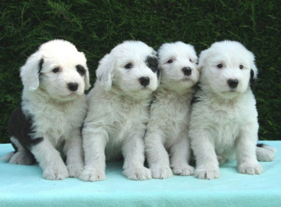 6-weeks-Mister-Malone,-Mata-Hari