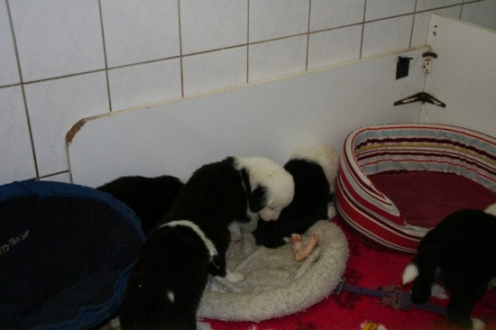 frisches Hund alle 5,5 weeks