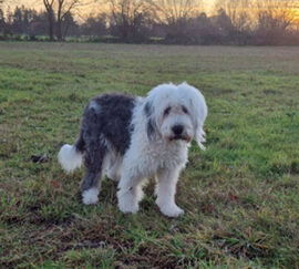 Kalliope aus dem Elbe-Urstromtal