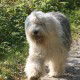 Virunga-aus-dem-Elbe-Urstromtal-31-7-2011-13-years-old,-owner-A.-Bardell,-Swiss,-enjoy-her-daily-walks-