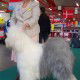 Mouscroen 2011 - Zeppeline Al Capone BOB CACIB CAC and selected under the last 6 in the group
