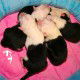 Litters: Pups Enco and Holly are born