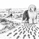 Wer züchtet morgen noch den Old English Sheepdog?