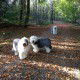 Bandita, Holly und Socke Herbst 2012