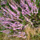 Heather-in-Epe-Netherlands