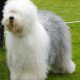 Phoebe-Irland