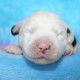 reu-Kronos-1-week