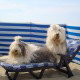 Liege-teilen,-Bandita-und-Holly