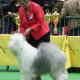 OES Jadore in the big ring Offenburg 2012