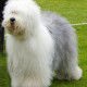 Phoebe-Irland