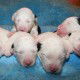 Litters: Pups Enco and Bandita are 1 week old - The boys