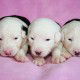 Litters: Pups Enco and Bandita are 2 weeks old - The girls