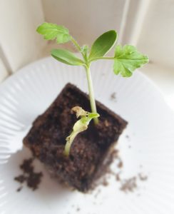 Albert Heijn moestuintje