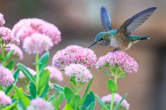Google Hummingbird.