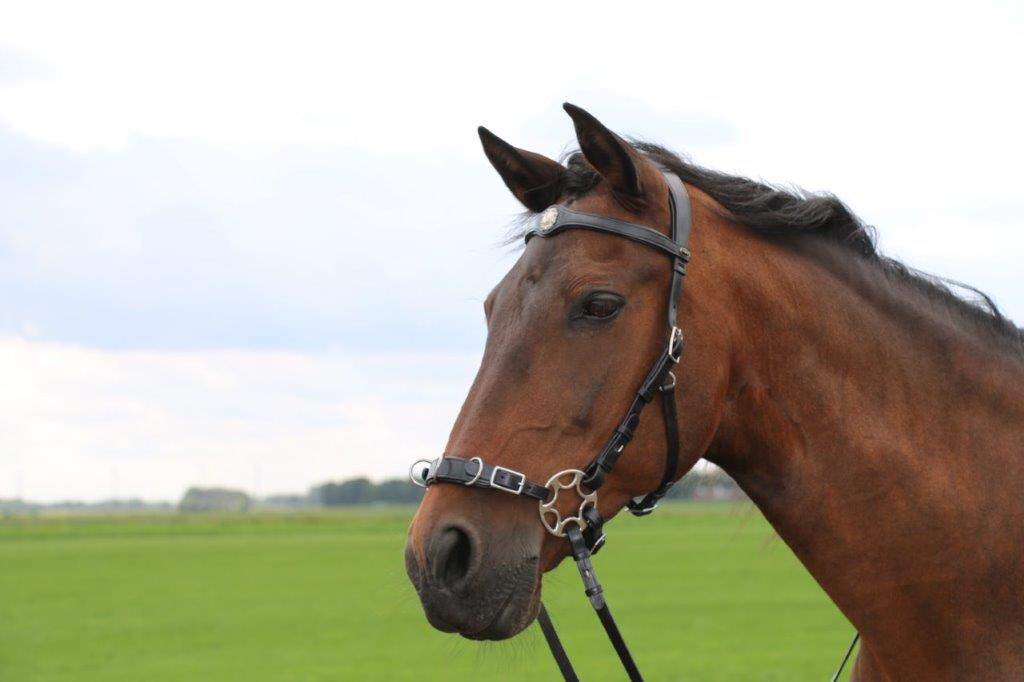 caval_002